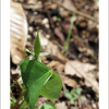 큰괭이밥(Oxalis obtriangulata Maxim.) : 통통배