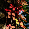 미국담쟁이덩굴(Parthenocissus quinquefolia (L.) Planch.) : 설뫼*