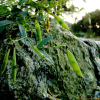긴잎나비나물(Vicia unijuga A.Braun f. angustifolia (Makino) Makino ex W.T.Lee) : 무심거사