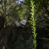 방울난초(Peristylus densus (Lindl.) Santapau & Kapadia) : habal