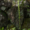 방울난초(Peristylus densus (Lindl.) Santapau & Kapadia) : habal