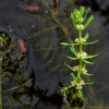 물수세미(Myriophyllum verticillatum L.) : 설뫼*
