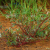 취명아주(Chenopodium glaucum L.) : 까치박달
