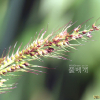 물피(Echinochloa crus-galli (L.) P.Beauv. var. echinatum (Willd.) Honda) : 봄까치꽃