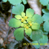 괭이눈(Chrysosplenium grayanum Maxim.) : 현촌