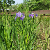 부채붓꽃(Iris setosa Pall. ex Link) : 설뫼*
