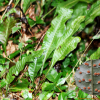 밤일엽(Neolepisorus ensatus (Thunb.) Ching) : 산들꽃