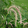 흰여뀌(Persicaria lapathifolia (L.) Delarbre) : 청암