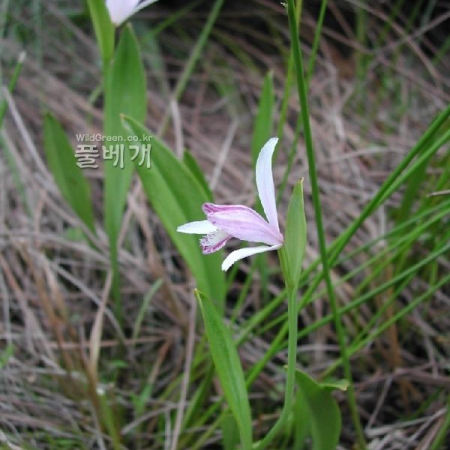 큰방울새란(Pogonia japonica Rchb.f.) : 벼루