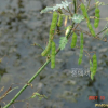 자귀풀(Aeschynomene indica L.) : 벼루