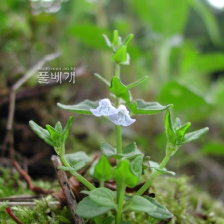애기골무꽃(Scutellaria dependens Maxim.) : 벼루
