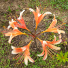 붉노랑상사화(Lycoris flavescens M.Y.Kim & S.T.Lee) : 산들꽃