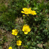 미나리아재비(Ranunculus japonicus Thunb.) : 필릴리