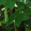 까치박달(Carpinus cordata Blume) : 무심거사
