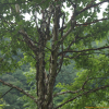 개박달나무(Betula chinensis Maxim.) : 무심거사