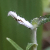 풀솜나물(Euchiton japonicus (Thunb.) Holub) : 봄까치꽃
