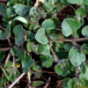 눈개불알풀(Veronica hederifolia L.) : 통통배