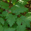 승마(Actaea heracleifolia (Kom.) J.Compton) : habal