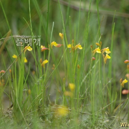 땅귀개(Utricularia bifida L.) : 벼루