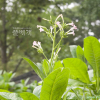 담배(Nicotiana tabacum L.) : 벼루
