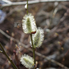 호랑버들(Salix caprea L.) : 꽃사랑
