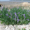 타래붓꽃(Iris lactea var. chinensis (Fisch.) Koidz.) : 들꽃사랑