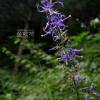 영아자(Asyneuma japonicum (Miq.) Briq.) : 세임