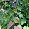 모시대(Adenophora remotiflora (Siebold & Zucc.) Miq.) : 통통배
