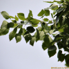 은사시나무(Populus × tomentiglandulosa T.B.Lee) : 추풍