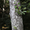 은사시나무(Populus × tomentiglandulosa T.B.Lee) : 추풍