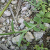 애기도라지(Wahlenbergia marginata (Thunb.) A.DC.) : 박용석
