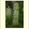 큰오이풀(Sanguisorba stipulata Raf.) : 통통배