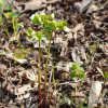 개감수(Euphorbia sieboldiana Morren & Decne.) : 마리미
