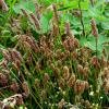 창질경이(Plantago lanceolata L.) : 추풍