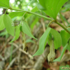 용둥굴레(Polygonatum involucratum (Franch. & Sav.) Maxim.) : 통통배