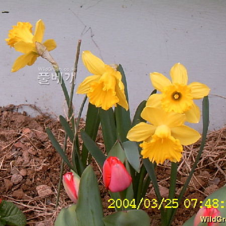 수선화(Narcissus tazetta var. chinensis Roem.) : 현촌