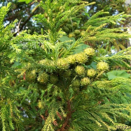 삼나무(Cryptomeria japonica (L.f.) D.Don) : 들국화