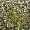 마디꽃(Rotala indica (Willd.) Koehne) : 통통배