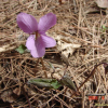 고깔제비꽃(Viola rossii Hemsl.) : 현촌
