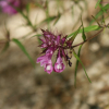 애기며느리밥풀(Melampyrum setaceum (Maxim.) Nakai) : 청암