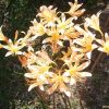 붉노랑상사화(Lycoris flavescens M.Y.Kim & S.T.Lee) : 설뫼*