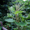 왜모시풀(Boehmeria japonica (L.f.) Miq.) : 설뫼