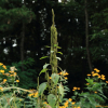 가는털비름(Amaranthus patulus Bertol.) : 꽃사랑