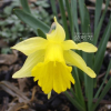 수선화(Narcissus tazetta var. chinensis Roem.) : 塞翁之馬