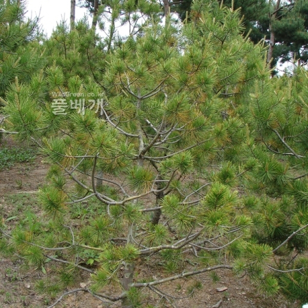 백송(Pinus bungeana Zucc. ex Endl.) : 청암