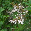 털개회나무(Syringa patula (Palib.) Nakai) : 무심거사