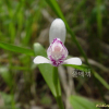 큰방울새란(Pogonia japonica Rchb.f.) : 통통배