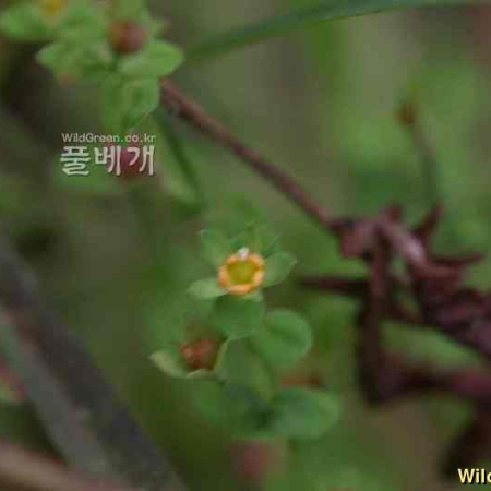 애기고추나물(Hypericum japonicum Thunb.) : 꽃사랑