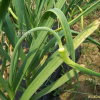 마늘(Allium scorodorpasum var. viviparum Regel) : 들국화
