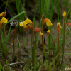 땅귀개(Utricularia bifida L.) : 푸른마음